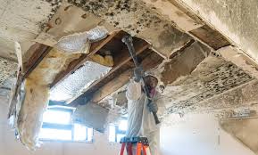 Best Commercial Mold Inspection  in Citrus Hills, FL